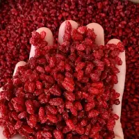 زرشک پفکی