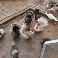 بوقلمون مرغ غاز اردک مرغابی