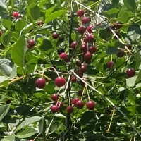 آلبالو قیمت زیر بازار ۱۵۰۰۰۰