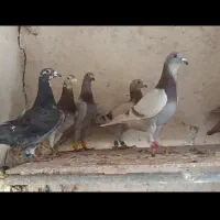 کبوتر قوره ای پلاکی