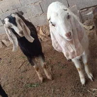 بزغاله پاکستانی