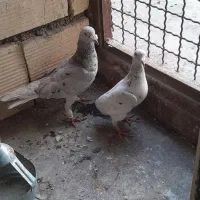 یک جوفت سارهفرنگ