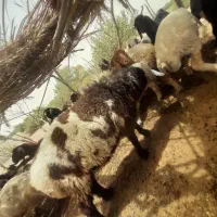 گوسفند نر|حیوانات مزرعه|دلگان, |دیوار