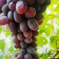 میم انگور قرمژ بی دانه عسگری بی دانه قلمه انگور