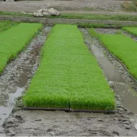 سینی برنج