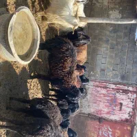 برانی داشتی