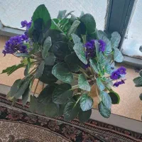 گل بنفشه