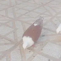 کفتر