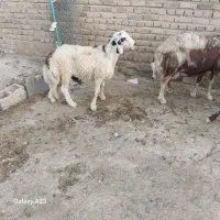 بره نر