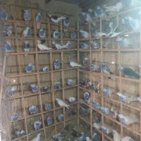 فروش گنجبر کبوتر گروی ب علت بیماری