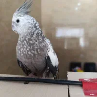 جفت عروس کارداده با سه جوجه