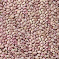 لوبیا چیتی درجه ۱ جهت بذر و خوراک (عمده و جزئی)