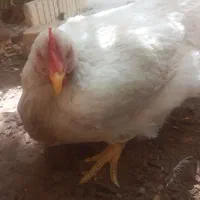 فروش مرغ
