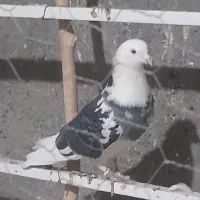 کبوتر گمشده