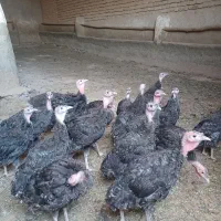 جوجه بوقلمون برنز انگلیسی سینه پهن