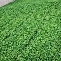نشا تیلکی