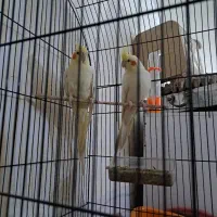 عروس هلندی