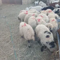 فروش بره