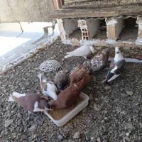 کفتر فروشی مفت همه با هم ۱ میلیون و ۸۰۰
