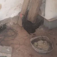 مرغ وخروس محلی