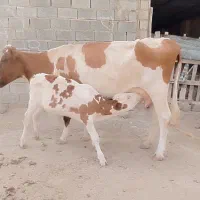 گاو گوساله دار
