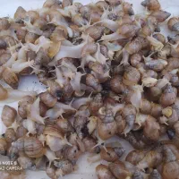 حلزون البینو اچاتینا 200 تا دونه 2ونیم