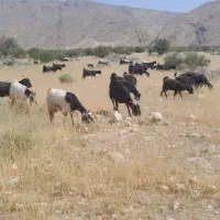 بزداشتی معاوضه بامیش یانقدی