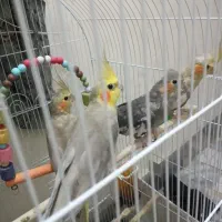 5عددعروس هلندی یک جفت و3تاجوجه