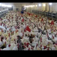 کارگر برای مرغداری فقط بومی شهرستان مشکین شهر