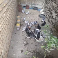 مرغ تخم ی گلارن