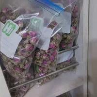 غنچه گل محمدی