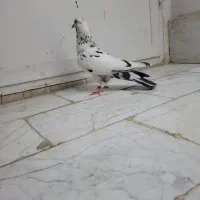 کبوتر