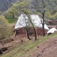 گاوداری|فروش دفتر صنعتی، کشاورزی، تجاری|پاپی, |دیوار