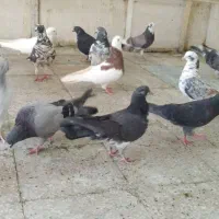 تهرانی
