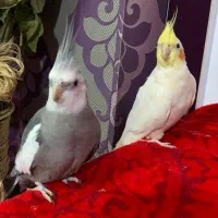 عروس هلندی های گمشده ۷ اردیبهشت