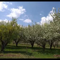 یک-قطعه-باغ-2200m-کمالوند-فنس-کشی-باروزی-4ساعت-آب