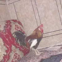 سلام. یک. عدد‌خروس