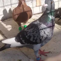 کفتر|پرنده|مشهد, حسابی جنوبی (شهرک غرب)|دیوار