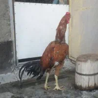 لاری برزیلی