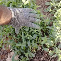 نعنا پایه کوتاه مخصوص خشک کردن