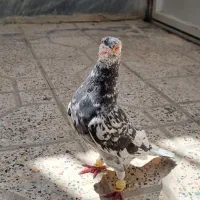 سرور