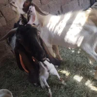 بزه|حیوانات مزرعه|چمران, |دیوار