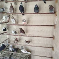 کفتر پرشی
