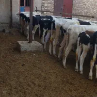 فروش 8عدد گوساله نر پاک ونون خور