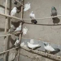 کفتر پرشتی همگی غریب گیر تیرماه دونی 400