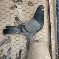 کبوتر پرشی