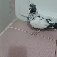 کبوتر پشتکی