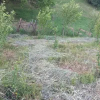 علوفه دام(شهرستان گرمی)