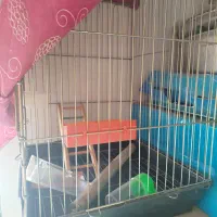 قفس پرنده سالم با لوازم کامل