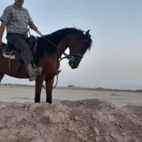 فروش مادیان سواری دار خالص ایرانی